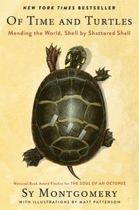 bokomslag Of Time And Turtles