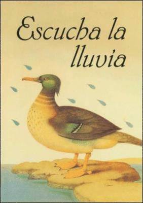 Pam Schiller, Douglas H. Clements, Rafael Lara-Alecio, Julie Sarama - DLM Early Childhood Express / Listen to the Rain (escucha La Lluvia), Häftad