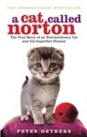 Cat Called Norton