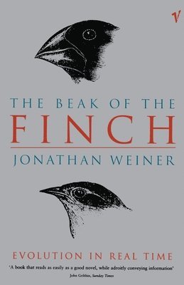 Beak Of The Finch