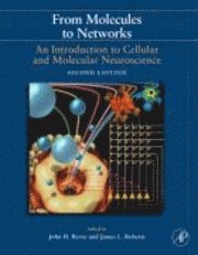 Ruth Heidelberger, M. Neal Waxham, John H. Byrne, James L. Roberts - From Molecules to Networks, Inbunden