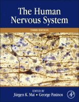 The Human Nervous System 1