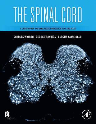 The Spinal Cord 1