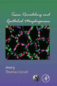 bokomslag Tissue Remodeling and Epithelial Morphogenesis