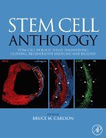 bokomslag Stem Cell Anthology