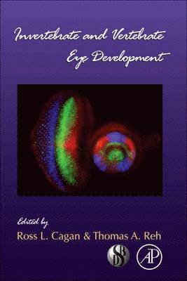 bokomslag Invertebrate and Vertebrate Eye Development