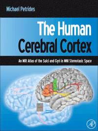 bokomslag The Human Cerebral Cortex