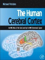 Michael Petrides - The Human Cerebral Cortex, Inbunden
