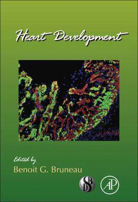 bokomslag Heart Development