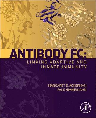 Antibody Fc 1