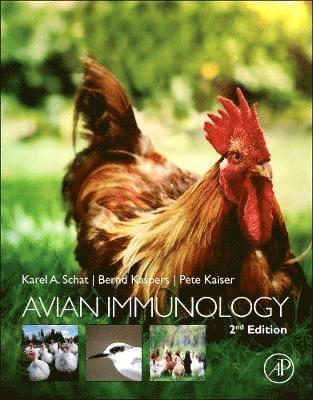 bokomslag Avian Immunology