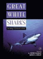 Great White Sharks 1