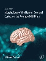 bokomslag Atlas of the Morphology of the Human Cerebral Cortex on the Average MNI Brain