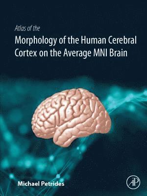 Atlas of the Morphology of the Human Cerebral Cortex on the Average MNI Brain 1