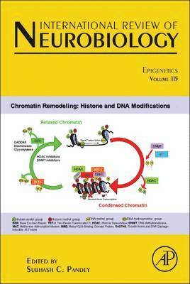 bokomslag Epigenetics