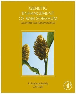 Genetic Enhancement of Rabi Sorghum 1