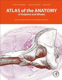 bokomslag Atlas of the Anatomy of Dolphins and Whales