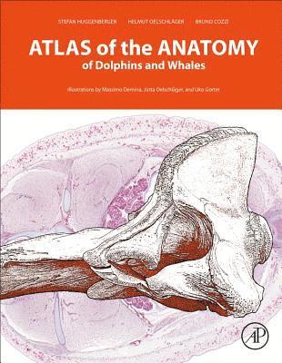 Atlas of the Anatomy of Dolphins and Whales 1