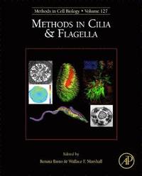 bokomslag Methods in Cilia and Flagella