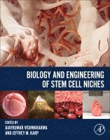 Ajaykumar Vishwakarma, Jeffrey M Karp - Biology and Engineering of Stem Cell Niches, Häftad