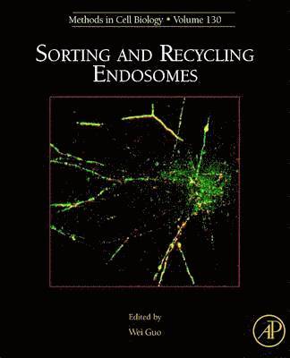 Sorting and Recycling Endosomes