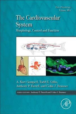 The Cardiovascular System
