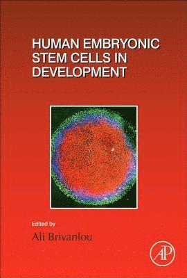 bokomslag Human Embryonic Stem Cells in Development