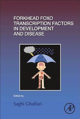 bokomslag Forkhead FOXO Transcription Factors in Development and Disease
