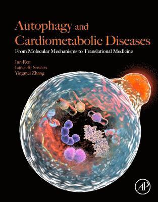 bokomslag Autophagy and Cardiometabolic Diseases