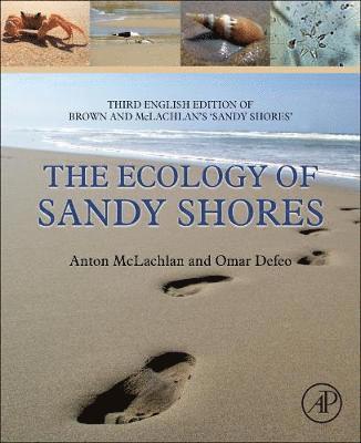 bokomslag The Ecology of Sandy Shores