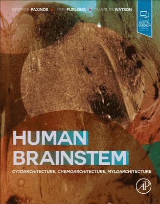 George Paxinos, Teri Furlong, Charles Watson - Human Brainstem, Inbunden