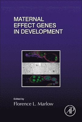 bokomslag Maternal Effect Genes in Development
