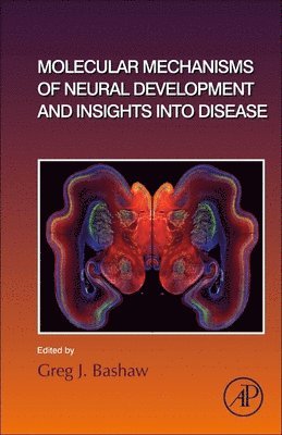 bokomslag Molecular Mechanisms of Neural Development and Insights into Disease