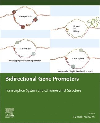 bokomslag Bidirectional Gene Promoters
