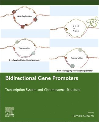 bokomslag Bidirectional Gene Promoters