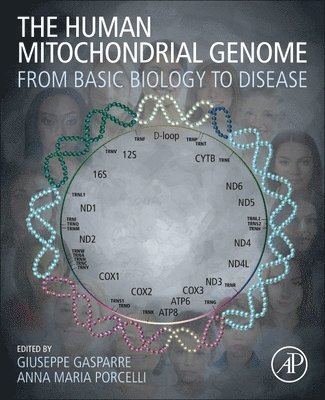 Human Mitochondrial Genome 1