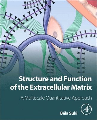 bokomslag Structure and Function of the Extracellular Matrix