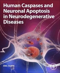 bokomslag Human Caspases and Neuronal Apoptosis in Neurodegenerative Diseases