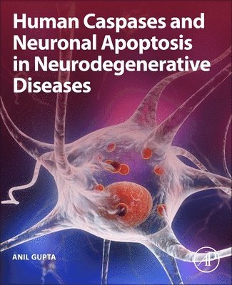 Human Caspases and Neuronal Apoptosis in Neurodegenerative Diseases 1