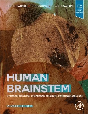 Human Brainstem 1