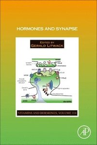 bokomslag Hormones and Synapse