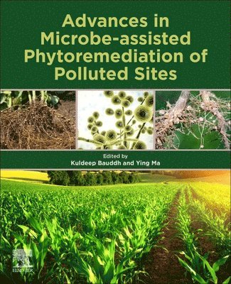 Kuldeep Bauddh, Ying Ma, India) Bauddh, Kuldeep (Assistant Professor of Environmental Science, Centre for Environmental Sciences, Central University of Jharkhand, Ranchi, Portugal) Ma, Ying (Full Professor, Centre for Functional Ecology, Department of Life Sciences, Faculty of Sciences and Technology, University of Coimbra - Advances in Microbe-assisted Phytoremediation of Polluted Sites, Häftad
