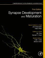 Pasko Rakic, John Rubenstein, Bin Chen, Kenneth Y. Kwan - Synapse Development and Maturation, Inbunden