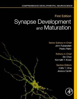 Pasko Rakic, John Rubenstein, Bin Chen, Kenneth Y. Kwan, Kenneth Y Kwan - Synapse Development and Maturation, Inbunden