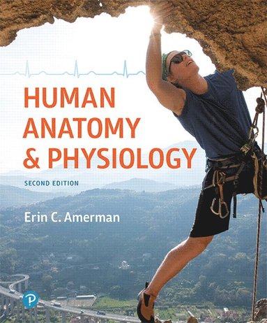 bokomslag Human Anatomy & Physiology