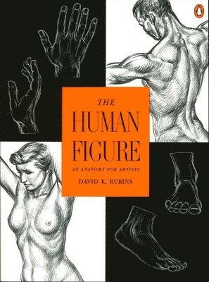 bokomslag The Human Figure