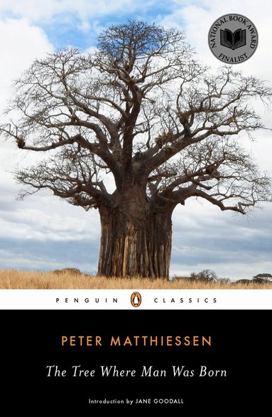 Peter Matthiessen - Tree Where Man Was Born, Häftad