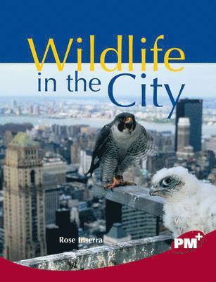 Rose Inserra - Wildlife in the City, Häftad
