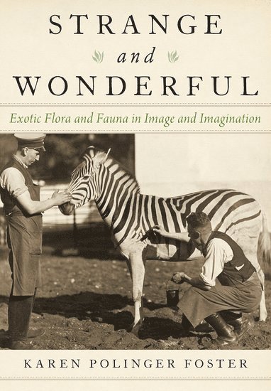 Karen Polinger Foster, Yale University) Foster, Karen Polinger (Lecturer of Near Eastern Languages and Civilization and History of Art, Lecturer of Near Eastern Languages and Civilization and History of Art - Strange and Wonderful, Inbunden