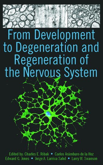 bokomslag From Development to Degeneration and Regeneration of the Nervous System